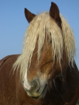 Willi